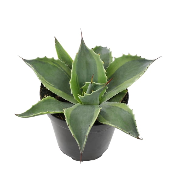 Altman Plants Rare Agave (ovatifolia) Orca Whale Unique Succulent Plant in 3.5" Grower Pot