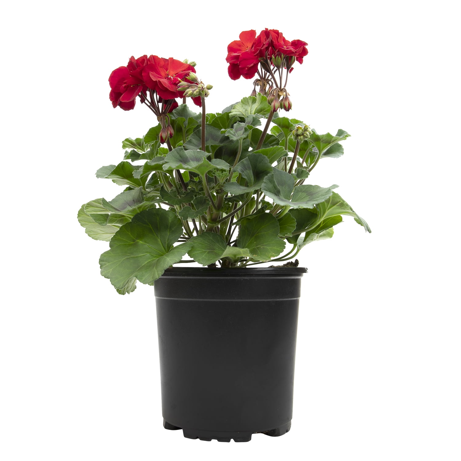 Red Geranium Flowering Plant in Black Container, 1 Gallon