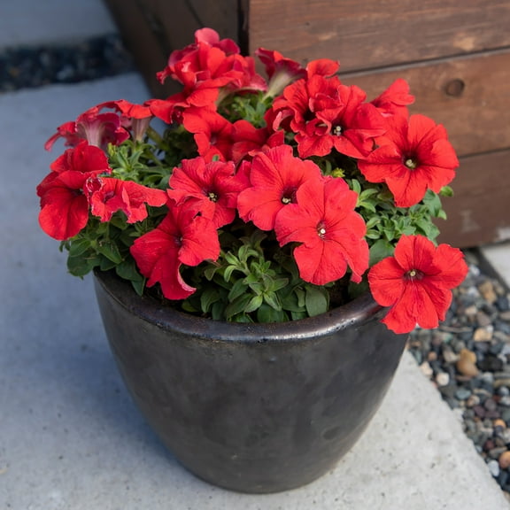 Altman Plants Red Petunia Flowers, 2.5 Qt. Pot, Part Shade, Flowering Live Plants