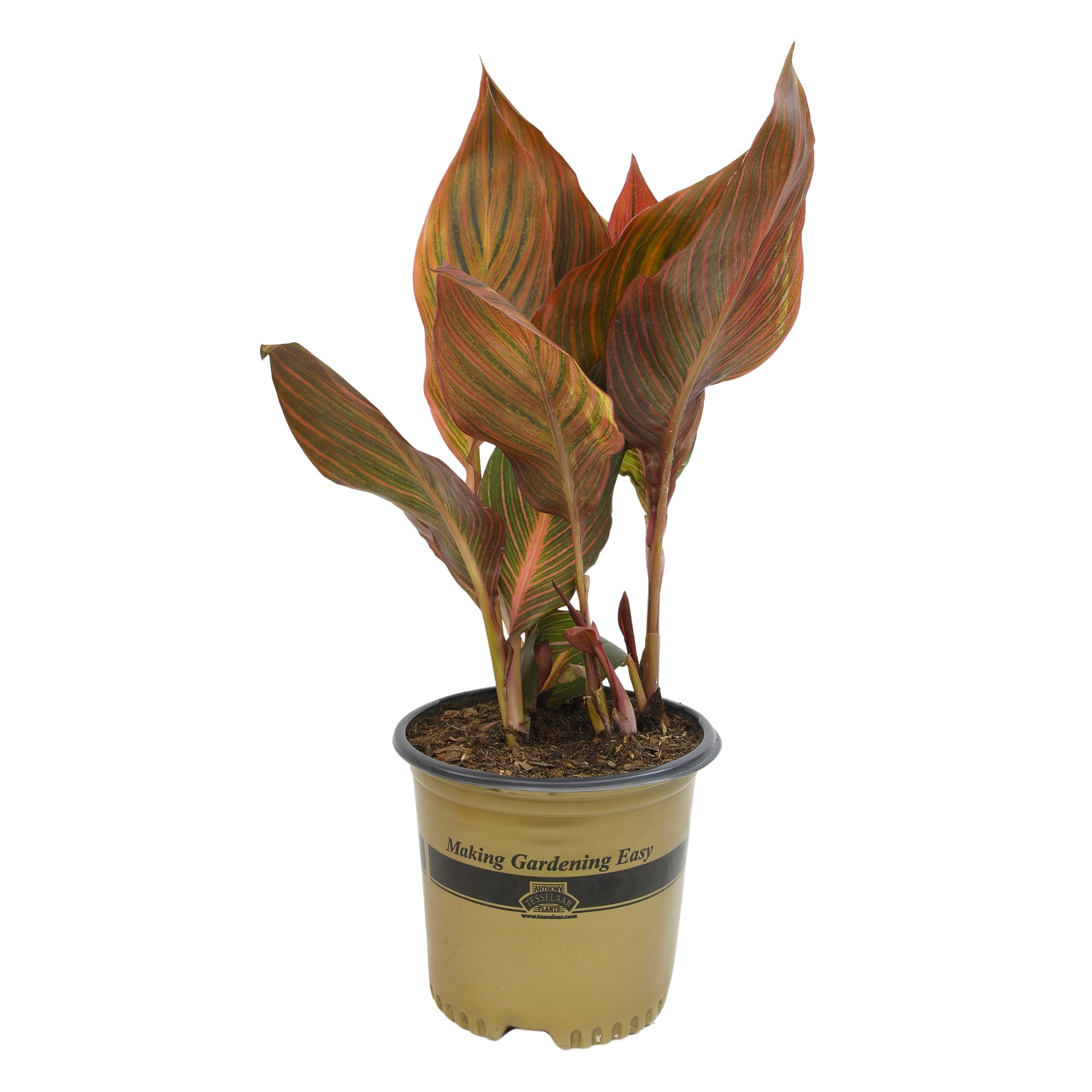 k0312-36★CD 洋楽 ジャンル色々 RED AUNTS 等まとめて10点 Altman Plants Red Tropicanna Canna Lily | Garden Perennial