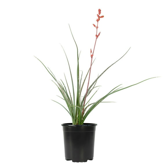 Altman Plants Red Yucca (Hesperaloe) | 3 gal. Grow Pot; Partial Sun to Full Shade | Perennial Plant