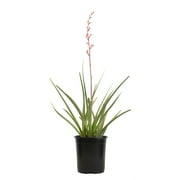 Altman Plants Red Yucca Outdoor Plant - Hesperaloe Parviflora - Perennial Succulent - 1-Gallon Pot