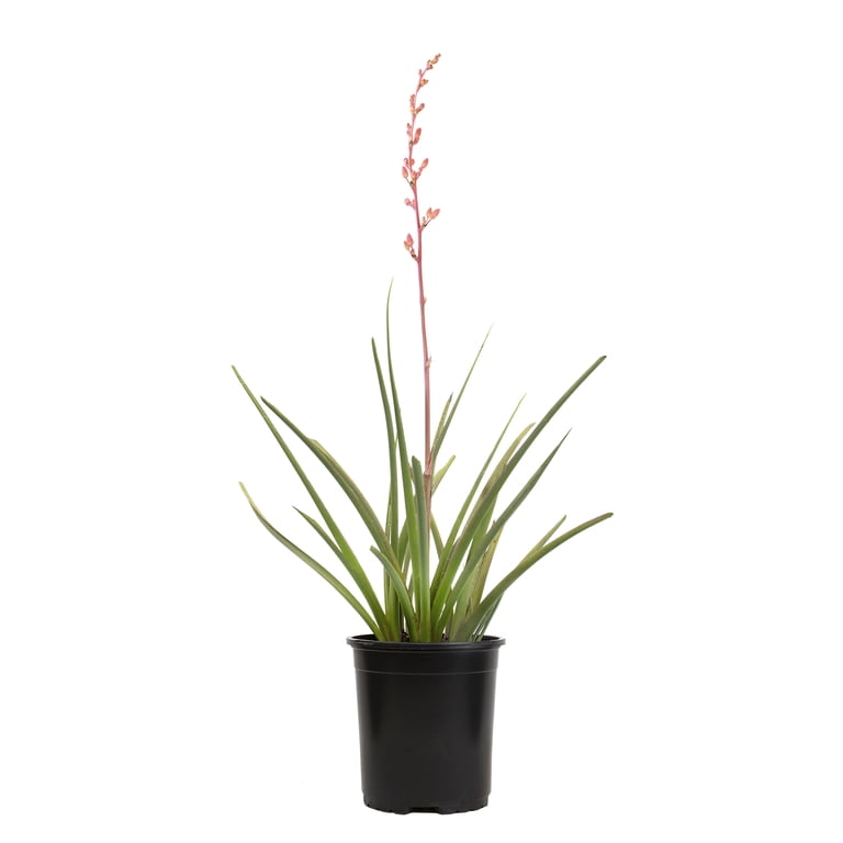 yucca glp 1 reviews Health: Treatment that works This live plan is perfect for adding a pop of color to dry gardens GLP-1 Provider Directory: Compare 70+
