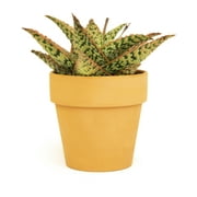 Altman Plants Star Aloe Succulent Decor - Live Plant Gift - 3.5 in Terracotta Plant Pot