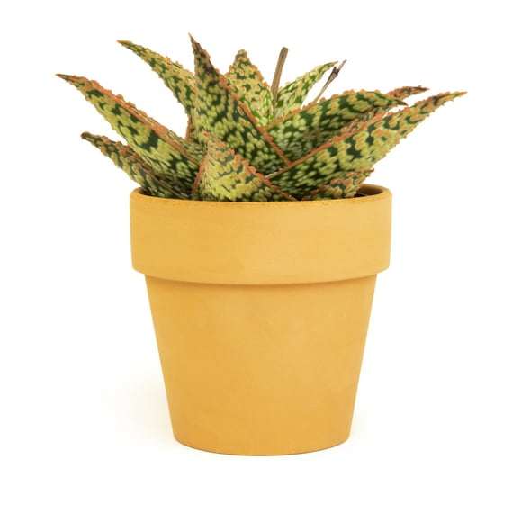 Altman Plants Star Aloe Succulent Decor - Live Plant Gift - 3.5 in Terracotta Plant Pot
