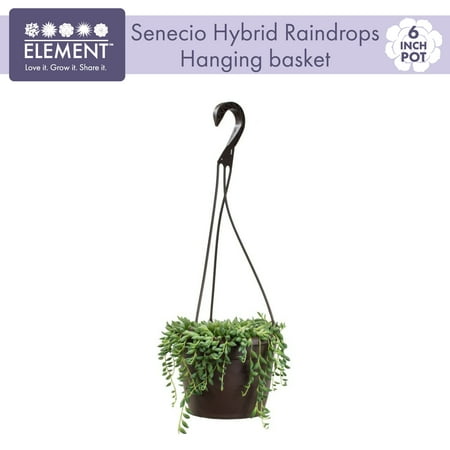 Altman Plants String of Raindrops Succulent (Senecio) 6" Easy Live Plant Hanging Basket