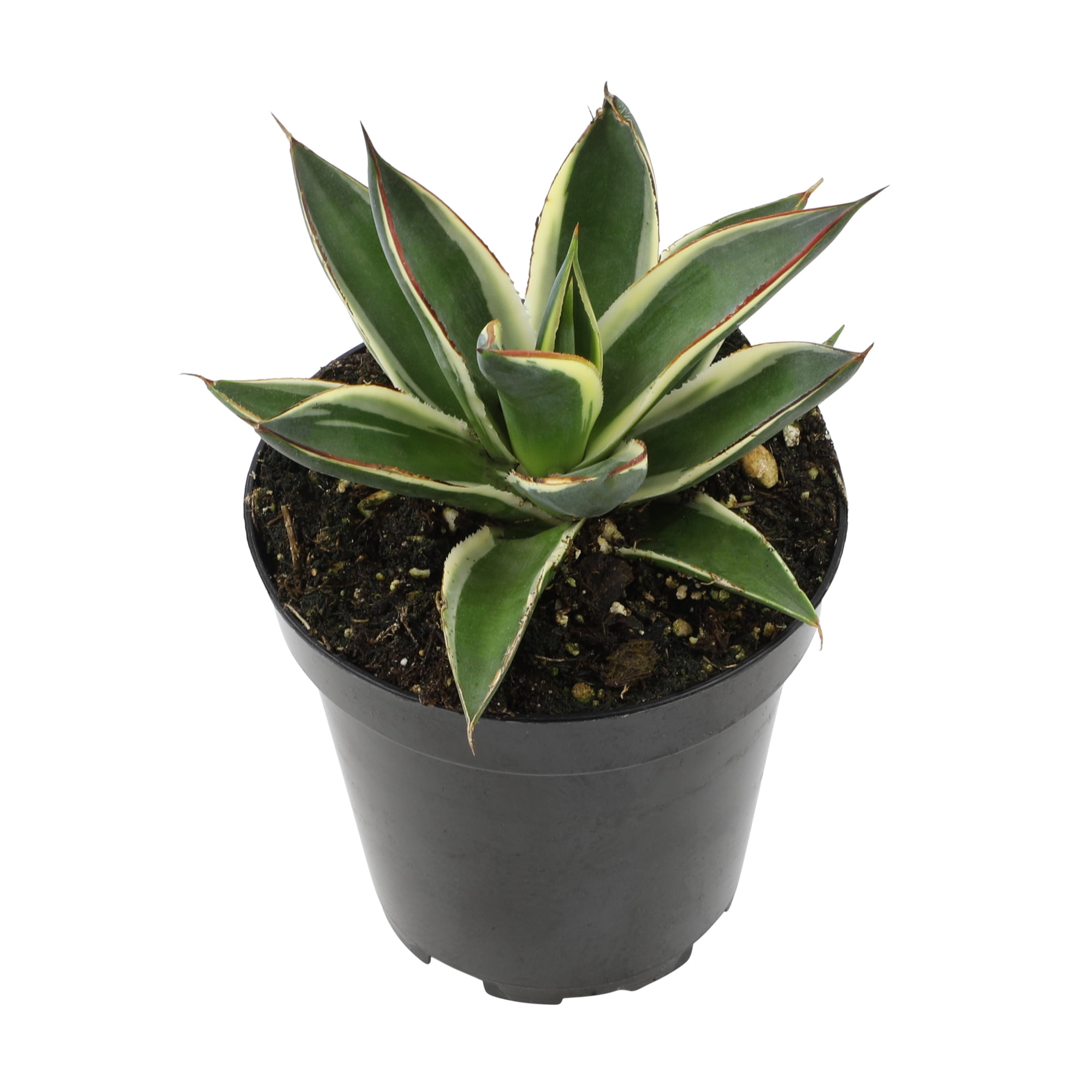 Altman Plants Striped Rare Agave 'Snowglow' Uncommon & Unique Succulent in 3.5 inch Grower Pot, Size: 7oz