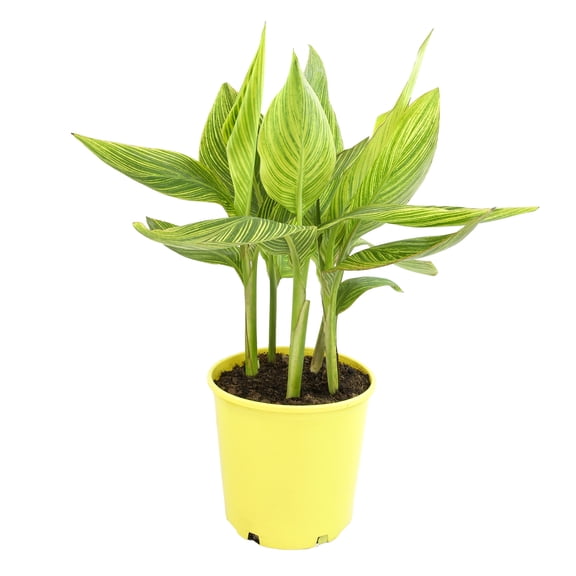 Altman Plants 'Sun Splash' Canna Lily | 4qt. Grow Pot; Full Sun | Flowering Perennial, Outdoor Plant