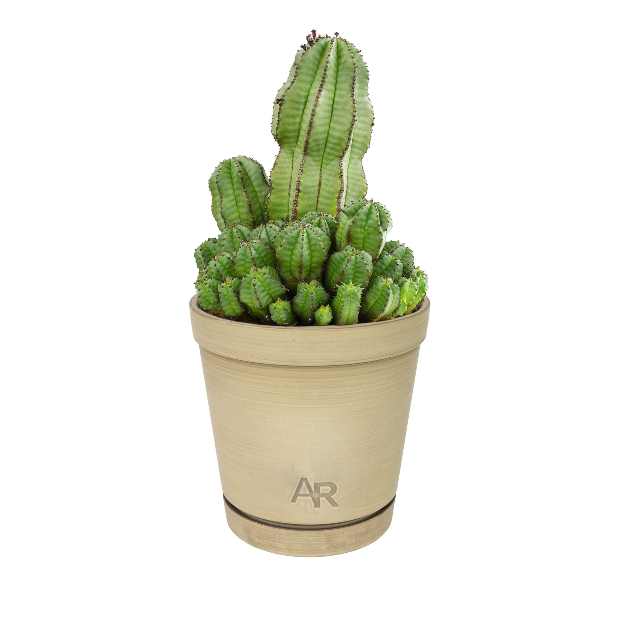Altman Plants Tanzanian Zipper Plant, Euphorbia Cactus | 6in Décor