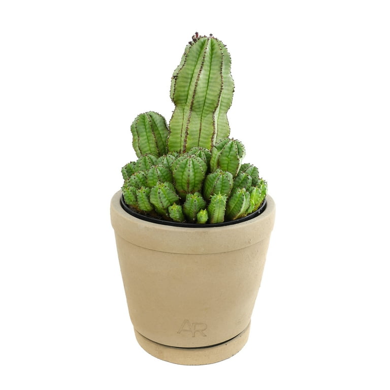 話題の行列 Altman Plants Tanzanian Zipper Plant, Euphorbia Cactus | 6in ブロメリア・エアープランツ