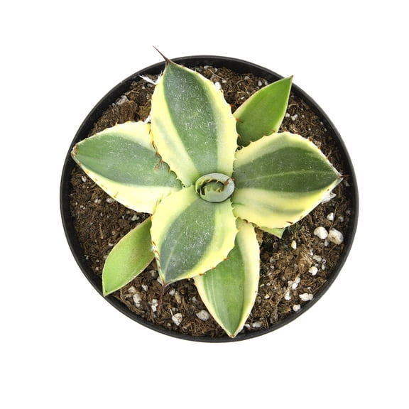 Altman Plants Variegated Agave 'Orizaba' Uncommon & Unique Succulent in 3.5" Grower Pot
