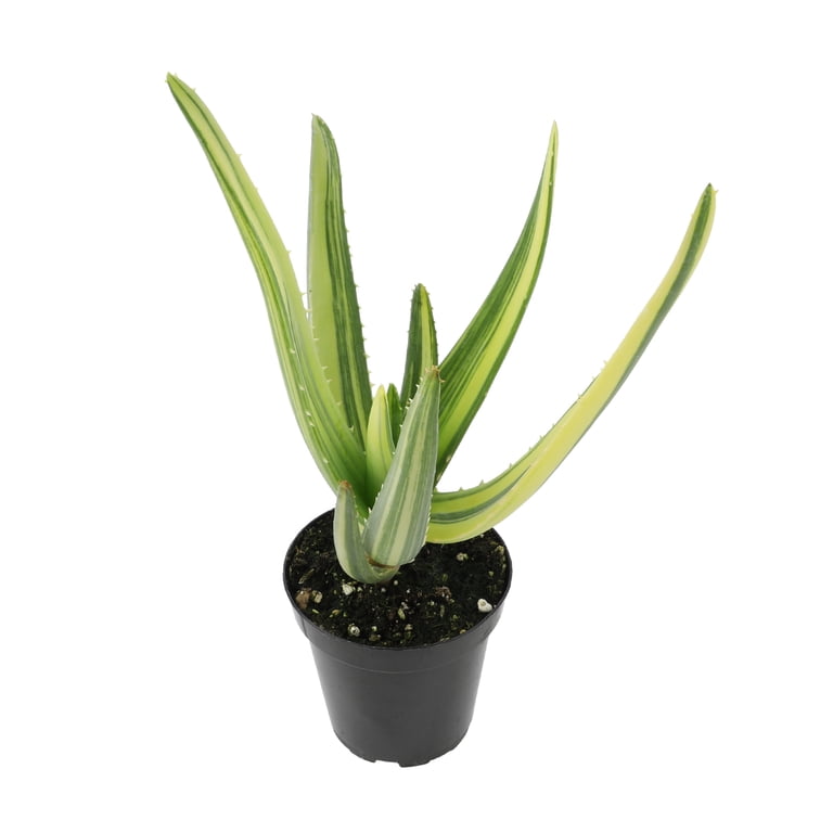 Altman Plants Variegated Rare Aloe Tree 'Hercules' Unique Succulent in 3.5"  Grower Pot