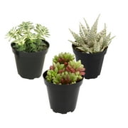 Altman Plants Variegated Succulents 3-pack Fun Easy Indoor Plants in 3.5 in. Grower Pots