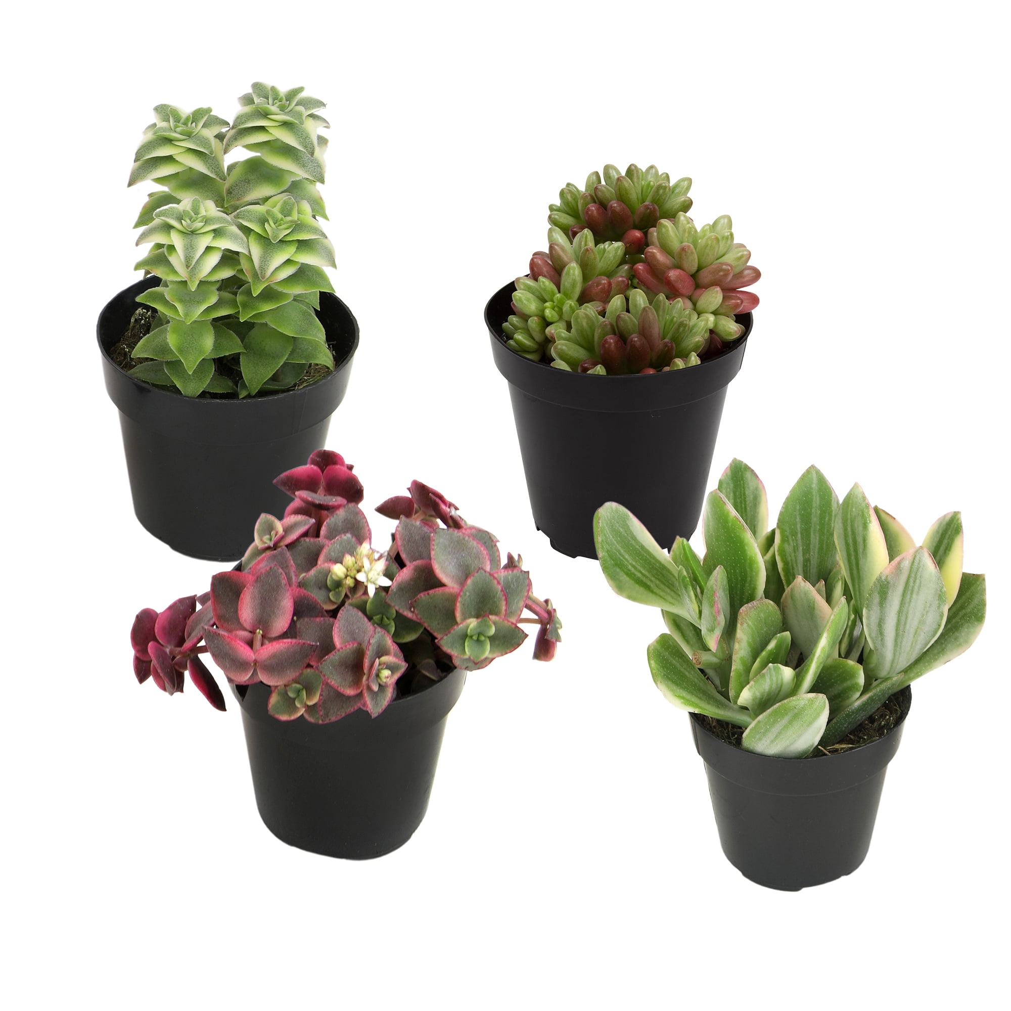 Assorted 2.5 Inch Multicolor Succulent Collection in Black Pots
