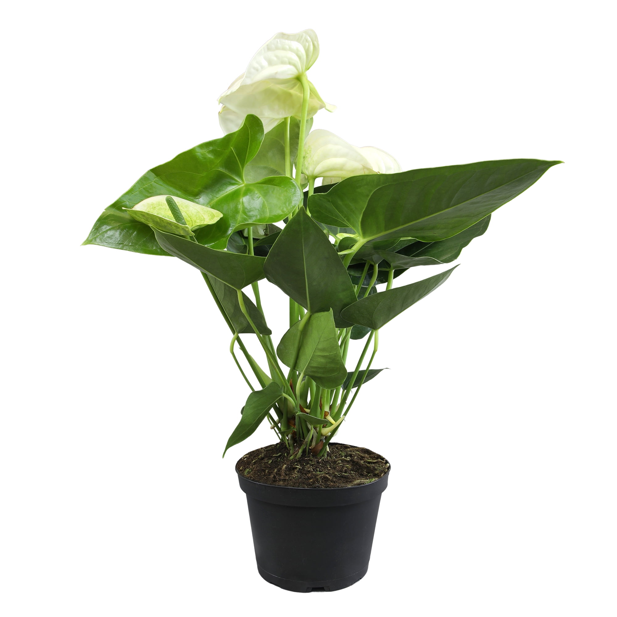 Large White Anthurium Flamingo Flower in Black Grower Pot