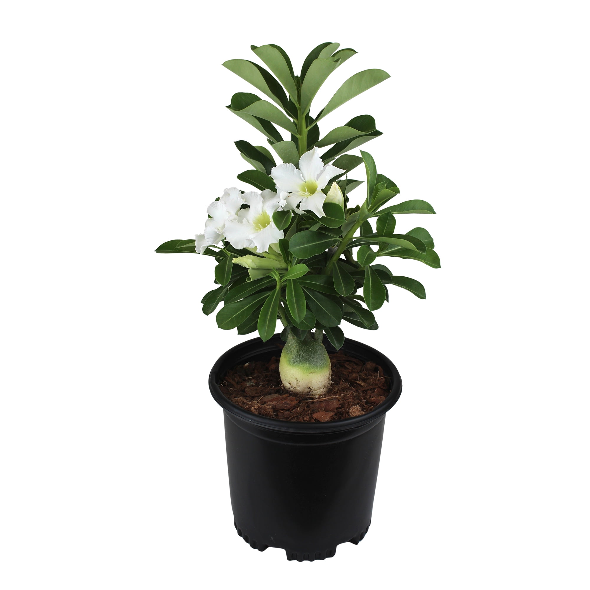 Altman Plants White Desert Rose Succulent (Adenium) in 1 Gallon Grower Pot