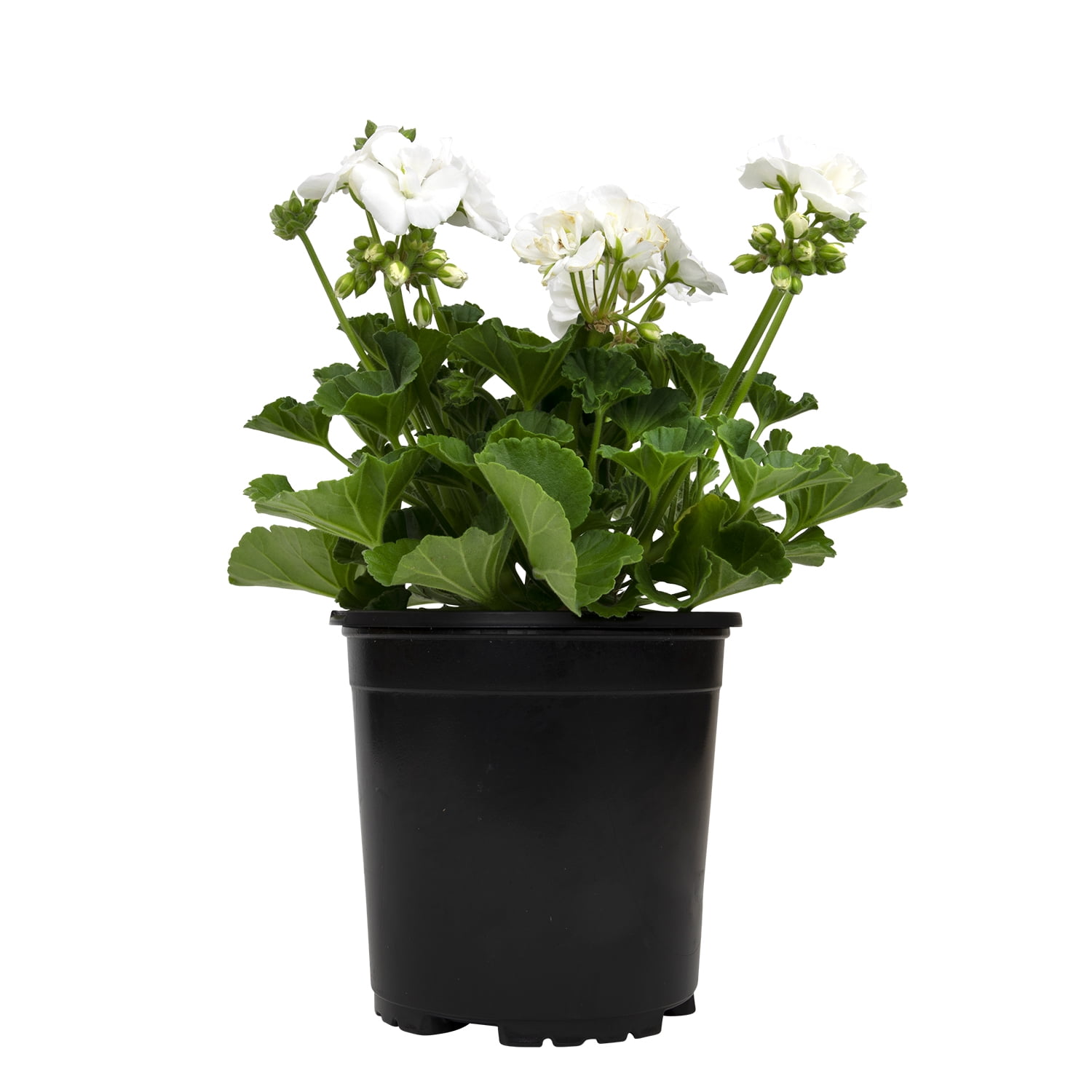White Geranium Zonal Outdoor Flowering Plant in 1 Gallon Container