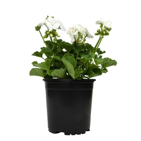Altman Plants White Geranium Flowers, 2.5 Qt. Pot, Full Sun, Outdoor Flowering Live Plants