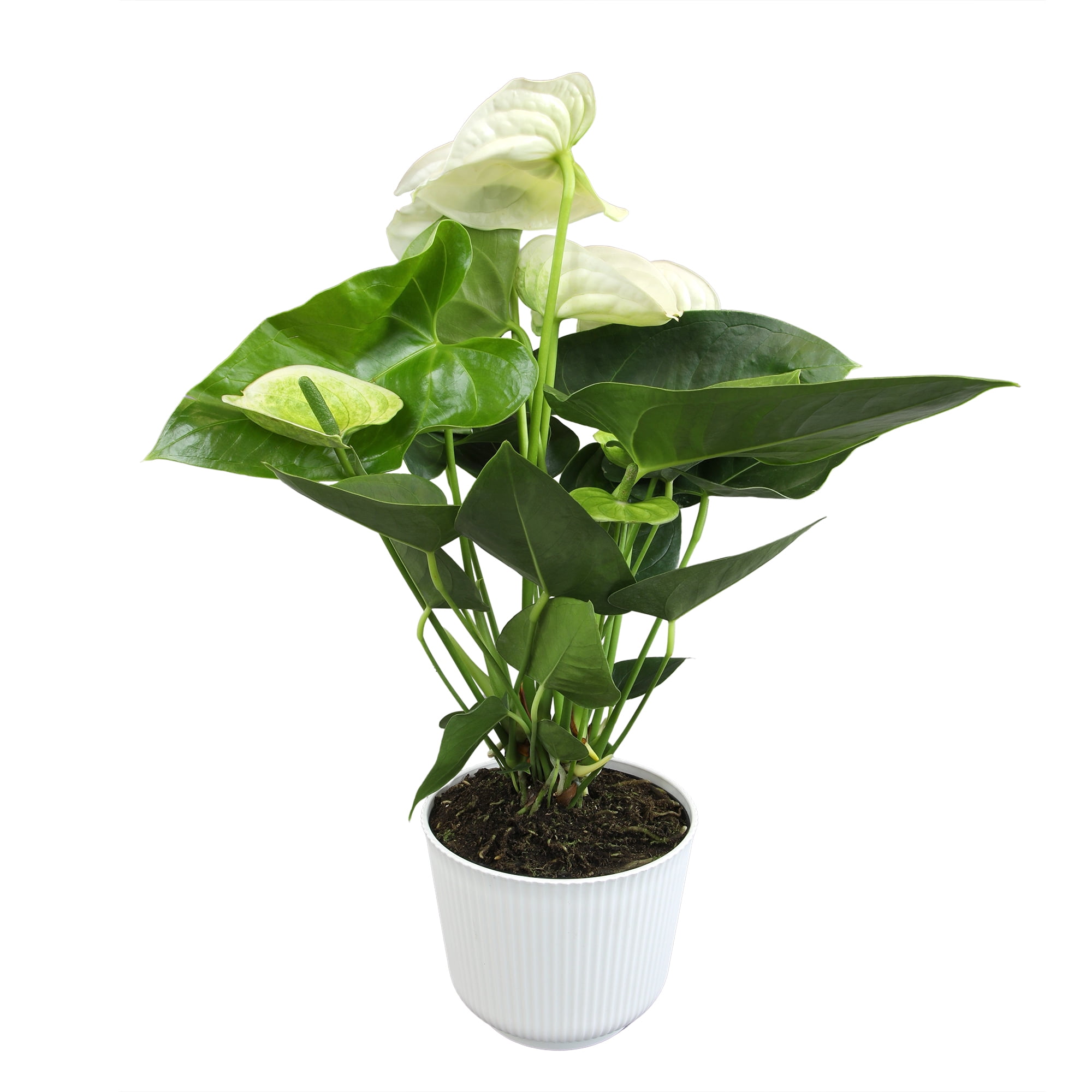 White Flamingo Anthurium in Ribbed Ceramic Planter