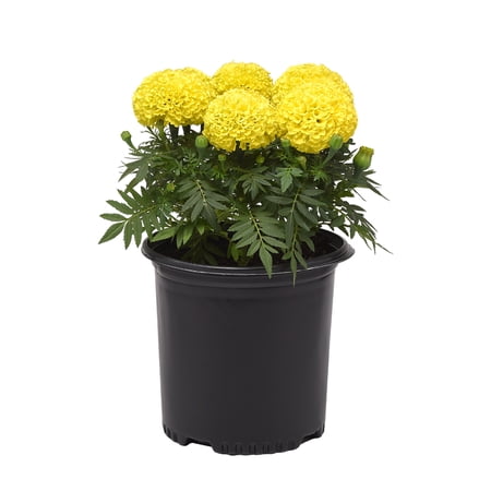 Altman Plants Yellow African Marigold, Real Marigolds, Spring Flowers, 2.5 Qt Pot, Annuals, Full Sun