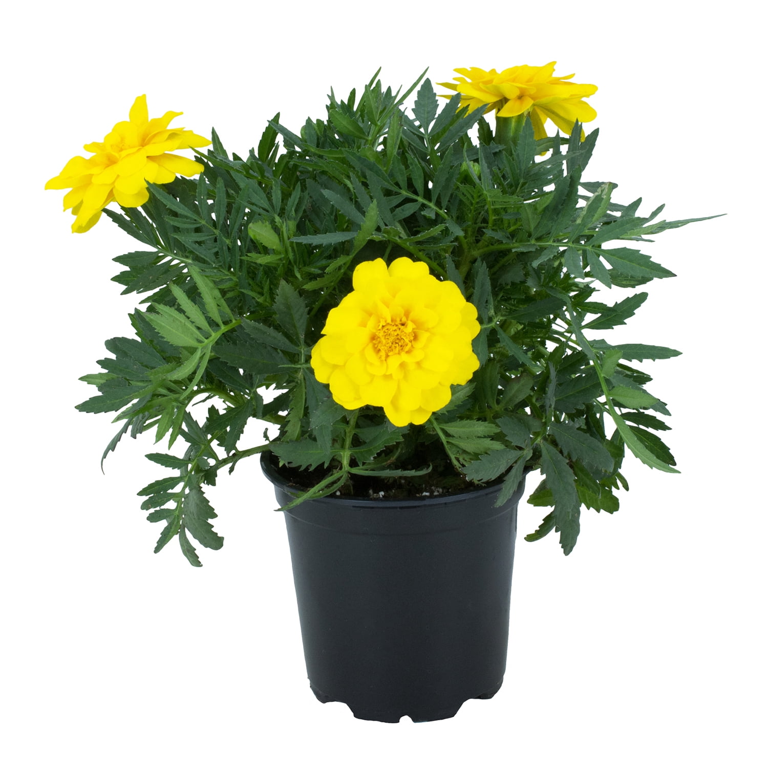 Altman Plants Yellow French Marigold Flowers, 1 Gal Pot, Full Sun, Live Outdoor Plants
