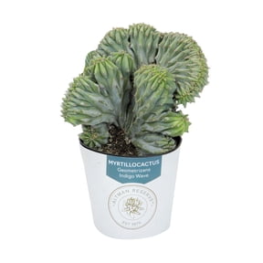 Altman Reserve Rare Unique Myrtillocactus Single Succulent in 3" Wrap Pot (1 Count)