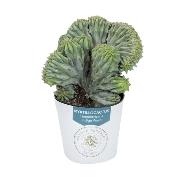 Altman Reserve Rare Unique Myrtillocactus Single Succulent in 3" Wrap Pot (1 Count)