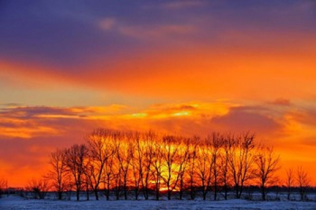 Altona Trees at Sunrise Canvas Art - Jaynes Gallery DanitaDelimont (31 x 21)