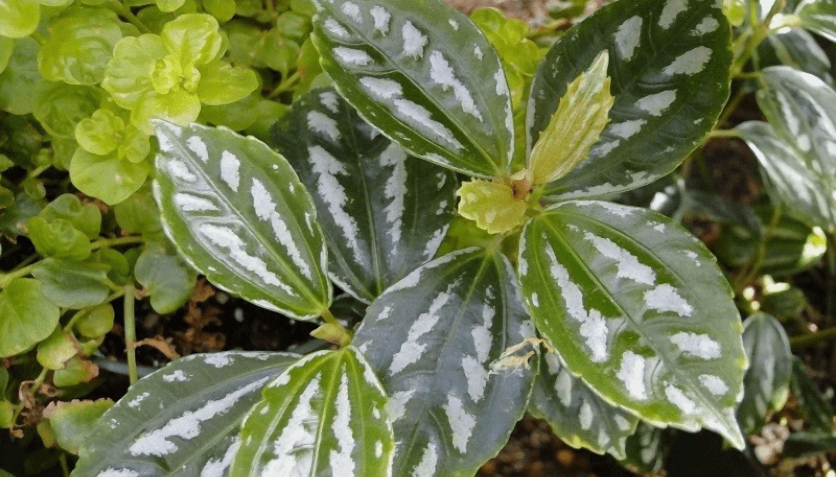 Aluminium Plant Live Aquarium Plant – Freshwater Live Aquatic Plant for Planted Fish Tanks
