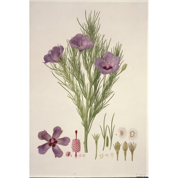 Alyogyne Hakeifolia Poster Print By Mary Evans Natural History Museum (24 X 36)