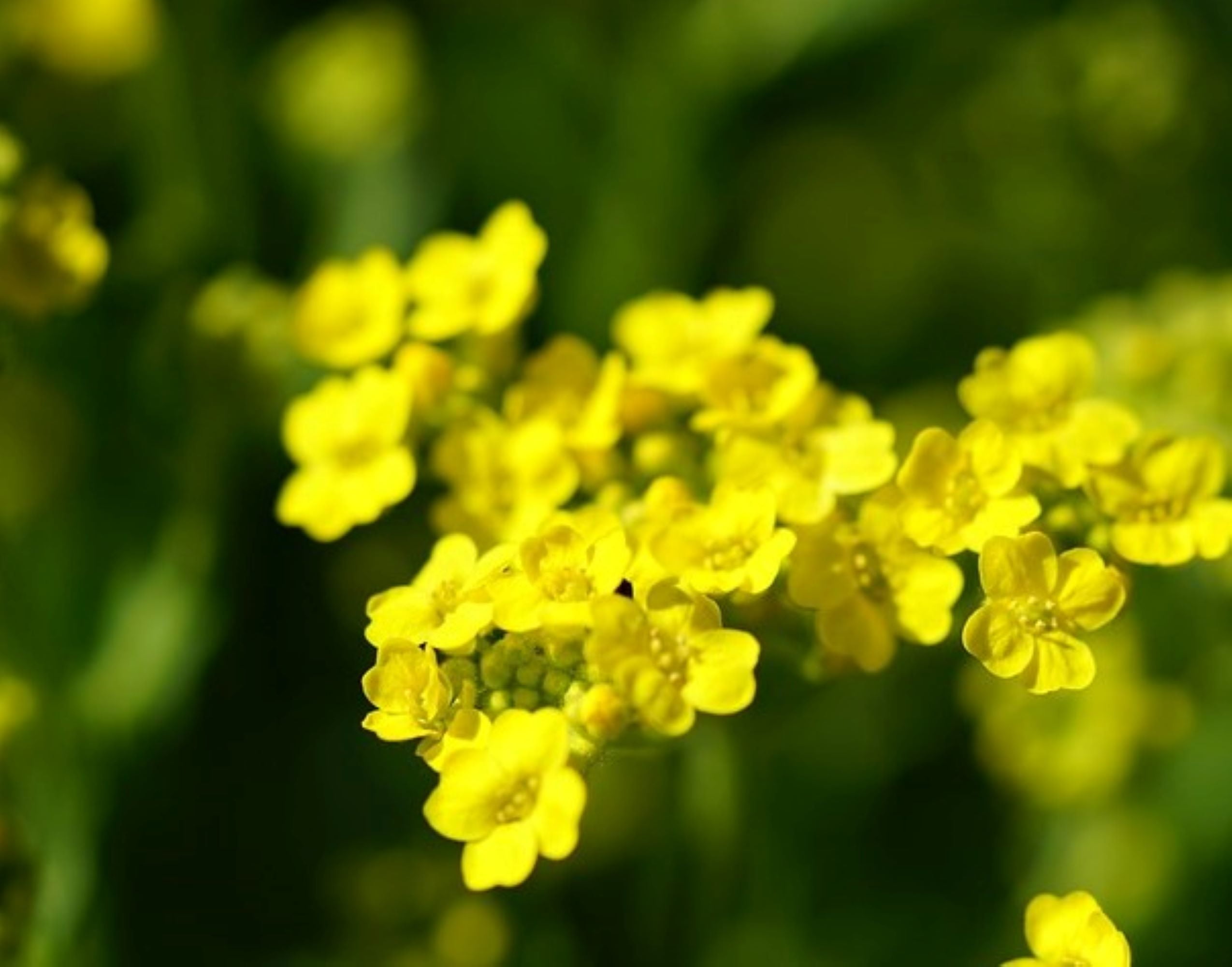 Alyssum Basket of Gold Flower/ Annual/ Full Sun/ 8750 Seeds 1/4 oz