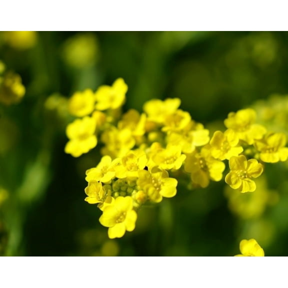 Alyssum Basket of Gold Flower/ Annual/ Full Sun/ 8750 Seeds 1/4 oz/ Zellajake Farm and Garden - B276