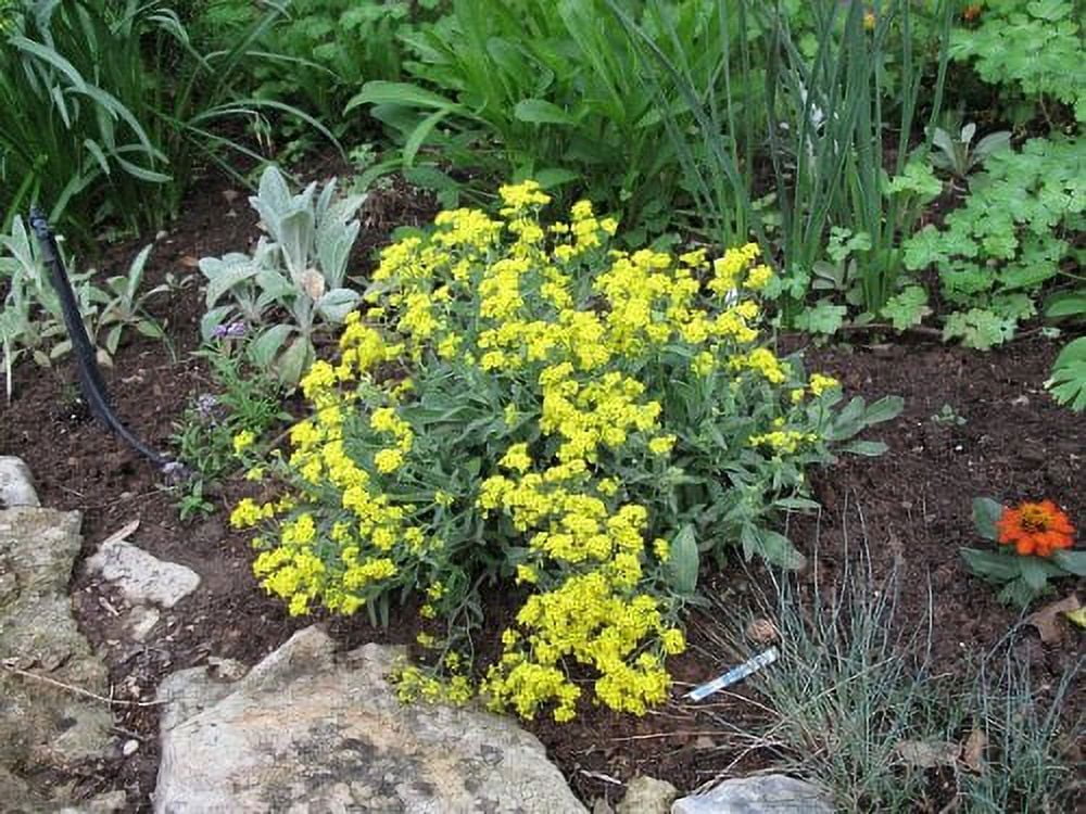 Alyssum Basket of Gold Nice Garden Flower by Seed Kingdom 1/4 Lb Seeds