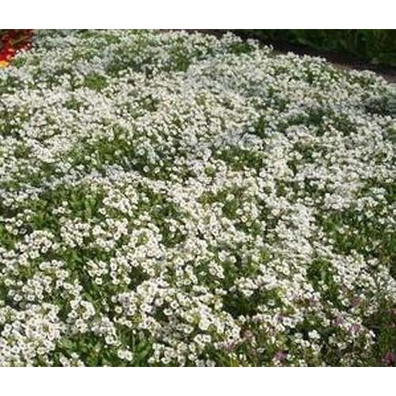 Alyssum Carpet of Snow Nice Garden Flower 1,000 Seeds