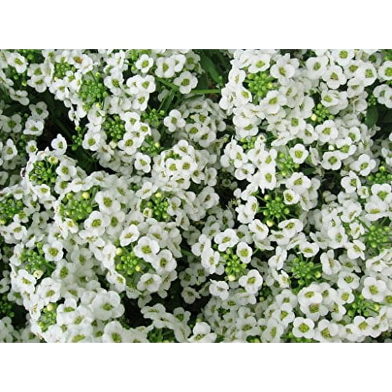 Seed Kingdom 40000 Alyssum Carpet of Snow Flower Seed, Fragrant