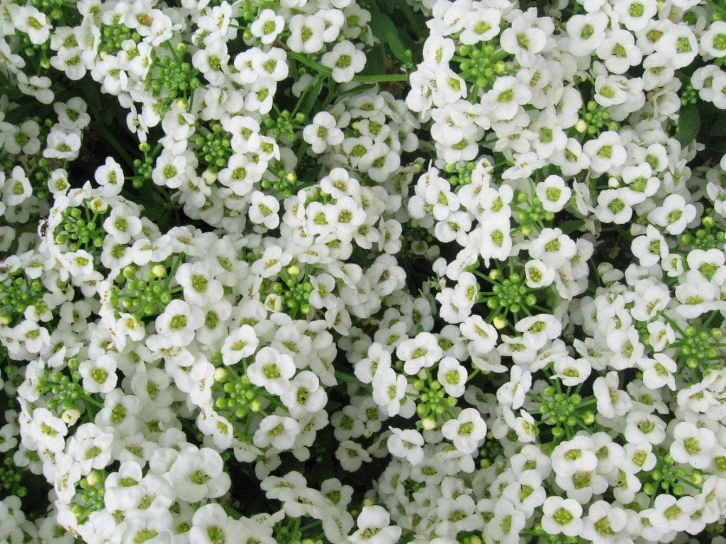 Alyssum Carpet of Snow Nice Garden Flower by Seed Kingdom 5 Lb Seeds
