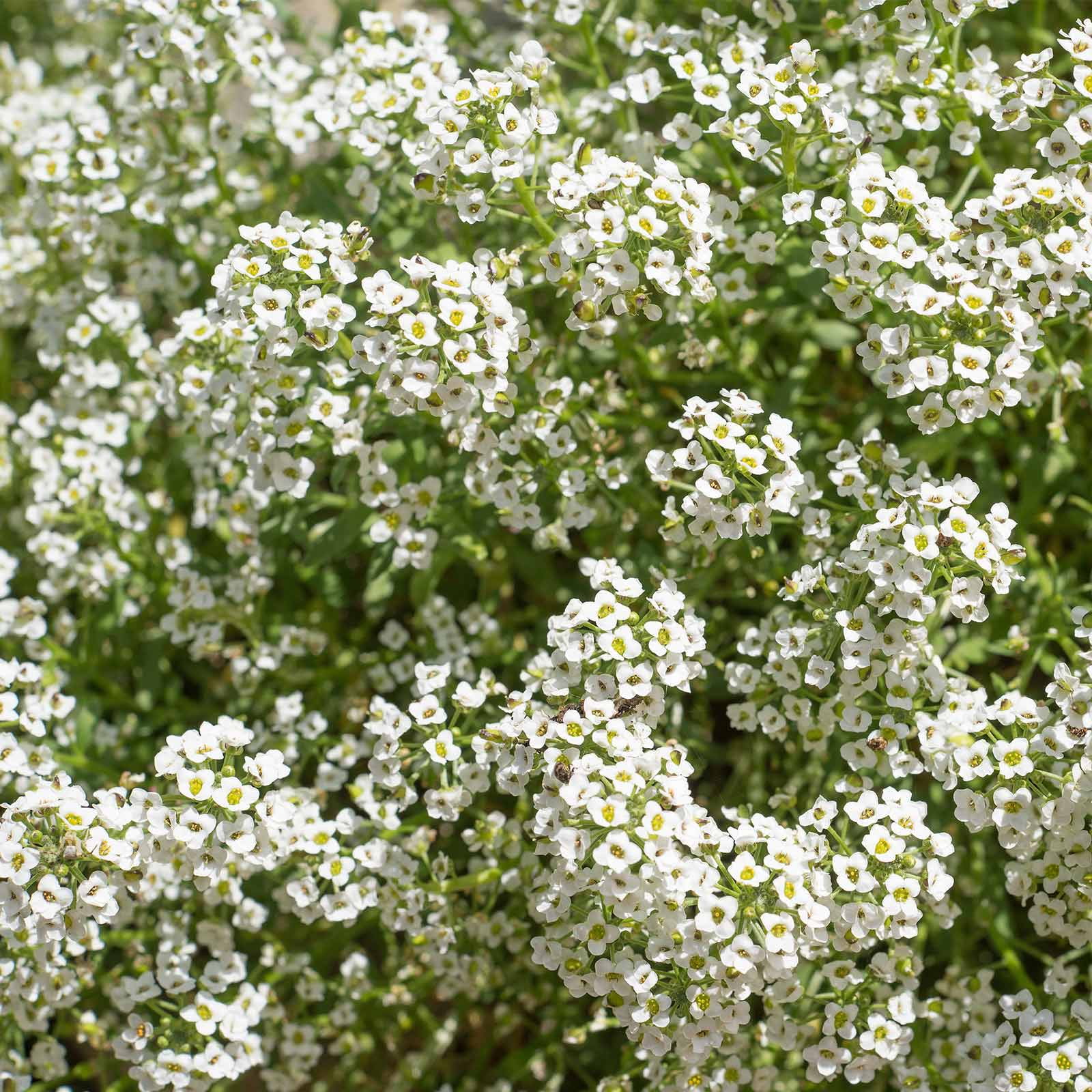 Alyssum Carpet of Snow Seeds - 1 Lb Bulk - Annual Flower Garden Seeds - White Blooms - Lobularia maritima