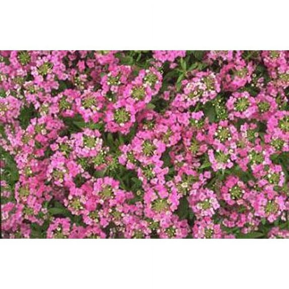 Alyssum Easter Bonnet - Deep Pink Nice Garden Flower 1,000 Seeds