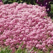 Alyssum Easter Bonnet Seeds - Color: Deep Pink - Approx 5000 Annual Flower Garden Seeds - Lobularia maritima