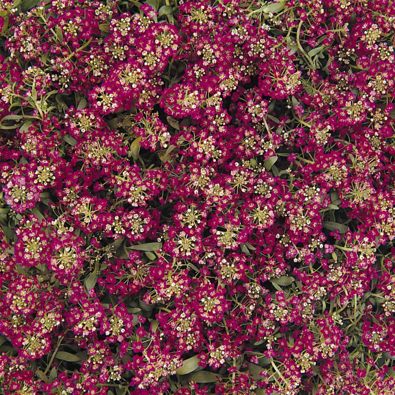 Alyssum Easter Bonnet Seeds - Color: Deep Pink - Approx 1000 Multi Seed Pellets - Annual Flower Garden - Lobularia maritima