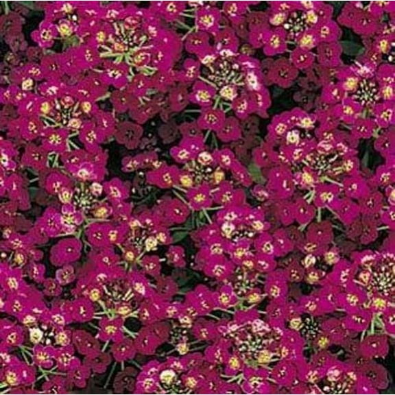 Alyssum Easter Bonnet - Violet Nice Garden Flower 100 Seeds