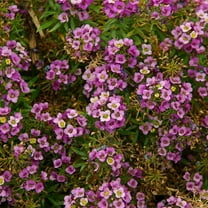 Alyssum Rosie O'Day Flower Garden Seeds - 1 g Packet ~3000 Seeds - Annual - Lobularia martima - Gardening