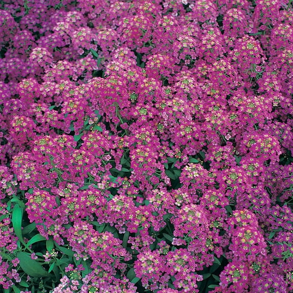 Alyssum Royal Carpet Flower Garden Seeds - 1/4 Oz: Approx 20.000 Seeds - Annual - Lobularia maritima