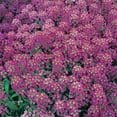 thumbnail image 1 of Alyssum Royal Carpet Flower Garden Seeds - 500 Mg Packet - Annual - Lobularia maritima, 1 of 7