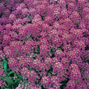Alyssum Royal Carpet Flower Garden Seeds - 500 Mg Packet - Annual - Lobularia maritima