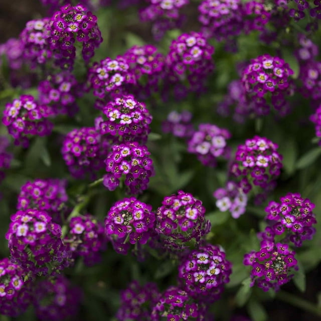 Alyssum Seeds - Oriental Nights - Packet - Purple Flower Seeds, Open ...