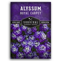 Royal Carpet Alyssum Seed - Heirloom Annual Full Sun Flowers - 1 Pack