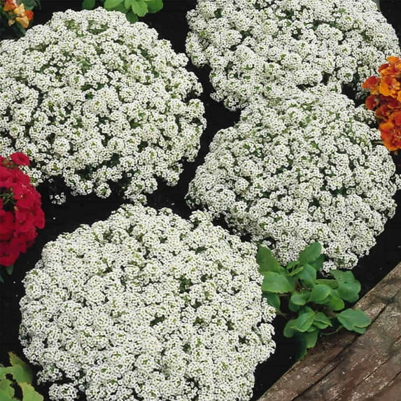 Alyssum Snow Crystals Flower Garden Seeds - Approx 1000 Multi Seed Pellets - Annual - Lobularia martima