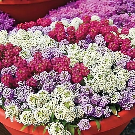 Seed Kingdom 1500 Alyssum Wonderland Mix Plant Seeds
