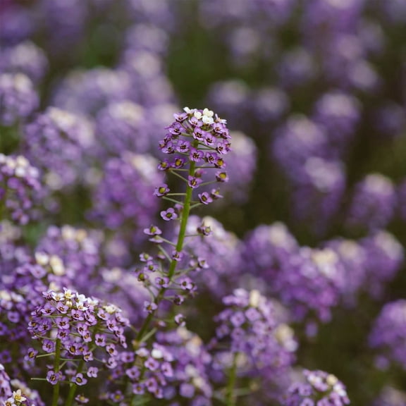 Alyssum Wonderland Series Flower Garden Seeds: Blue - Packet ~1000 Seeds - Annual - Lobularia maritima